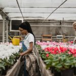 Empresas floricultoras confían en el talento de los armenios y abren 220 empleos; inicio el 6 de enero